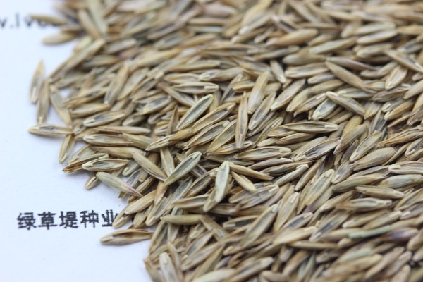 藍標(biāo)高羊茅種子