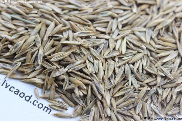 藍標(biāo)高羊茅種子