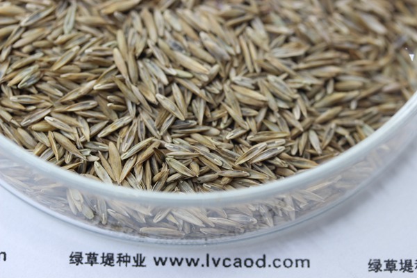 藍標(biāo)高羊茅種子