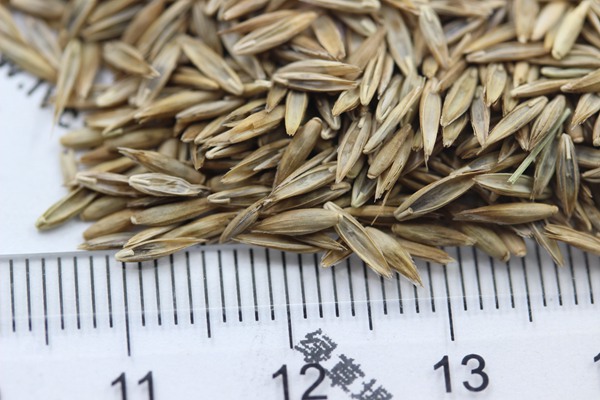 藍標(biāo)高羊茅種子