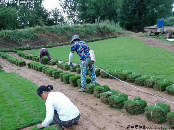 馬尼拉草坪種子的價(jià)格.jpg