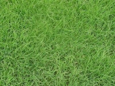 中華結(jié)縷草一年四季都是常綠的嗎？