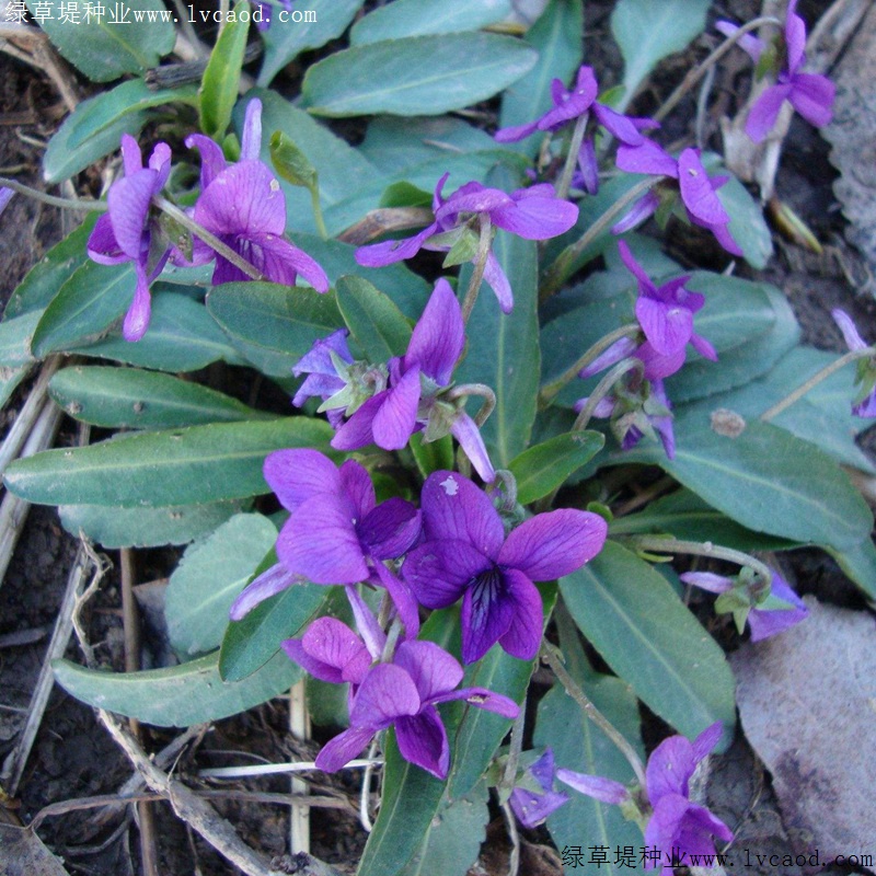 紫花地丁