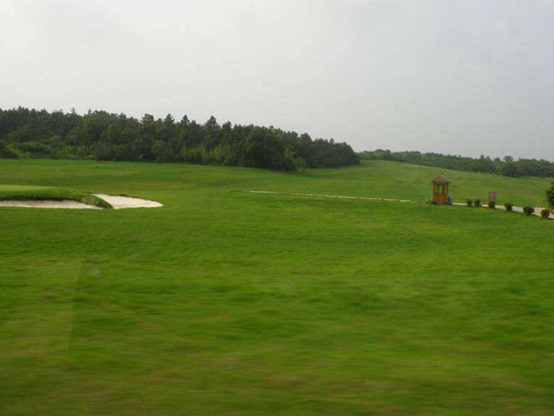 藍標(biāo)高羊茅
