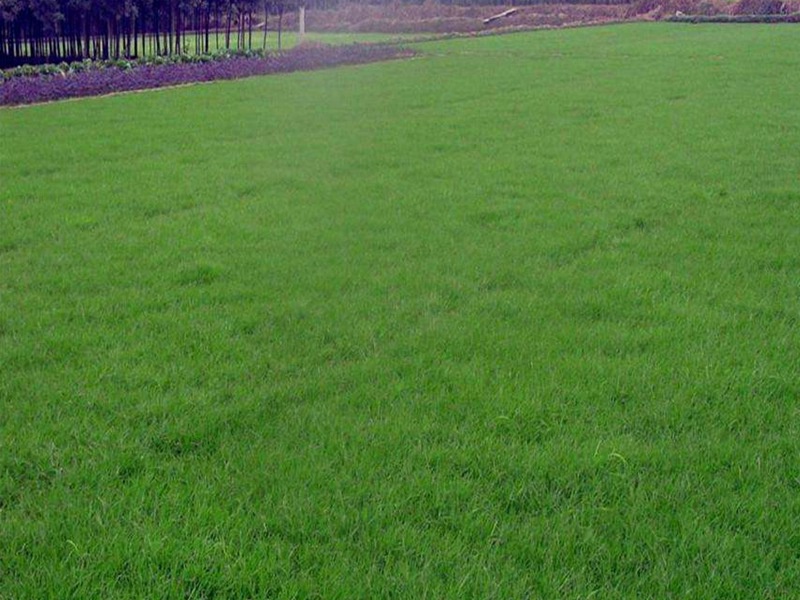 藍標(biāo)高羊茅