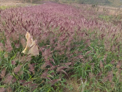 糖蜜草種子每畝地播種多少？