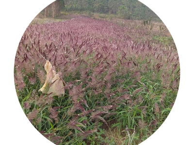 糖蜜草種子可以去哪里批發(fā)？