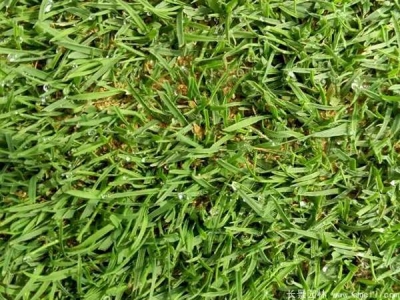 結(jié)縷草種子怎么催芽？