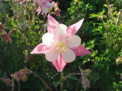 小花耬斗菜種子多少錢一斤？