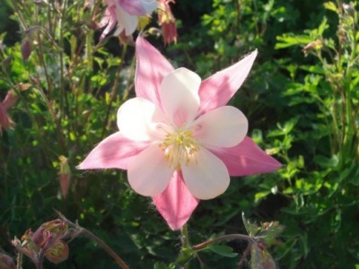大花耬斗菜種子幾月播種最好？
