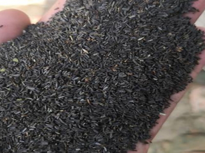 黑心菊種子什么時(shí)候成熟？