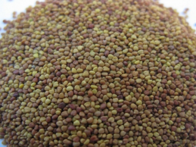 白三葉種子怎么種？