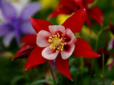 大花耬斗菜當(dāng)年種開花嗎？