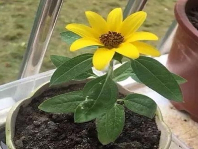 矮向日葵種子種多久開花？