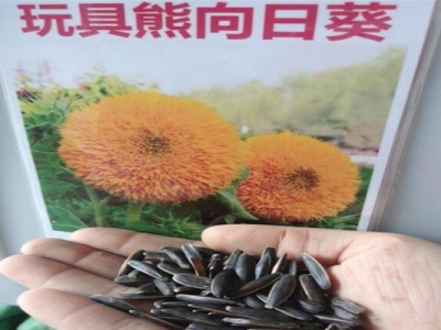 玩具熊向日葵種子生長周期？