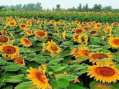 矮向日葵種子幾天發(fā)芽？