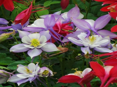 耬斗菜種子幾天后發(fā)芽？
