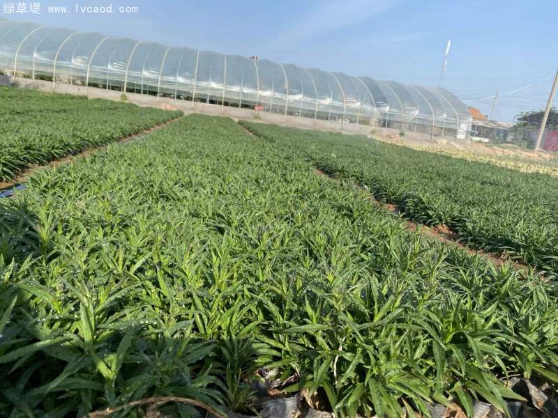 荷蘭菊盆栽